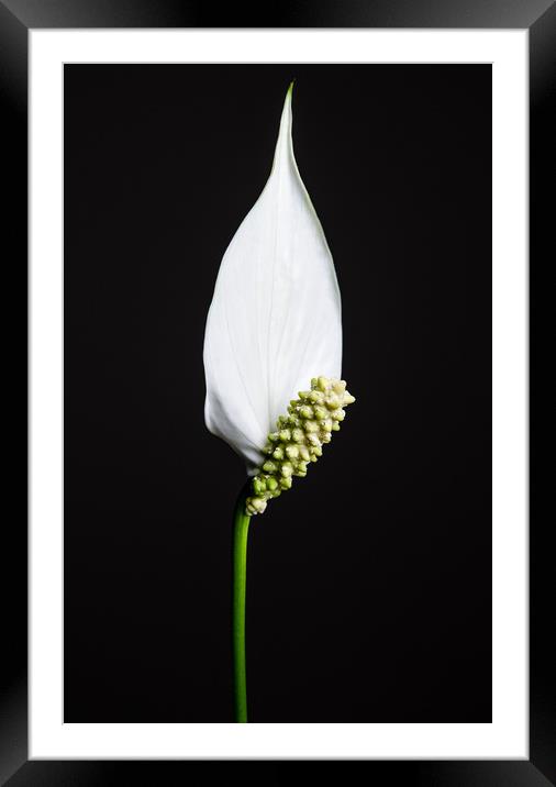 Japanese Peace Lily Framed Mounted Print by Mike C.S.