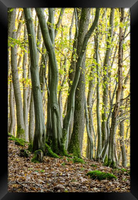 Into The Woodlands Framed Print by Mike C.S.