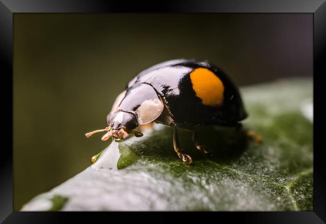 Ladybug On A Leaf  Framed Print by Mike C.S.