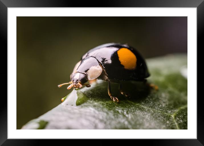 Ladybug On A Leaf  Framed Mounted Print by Mike C.S.
