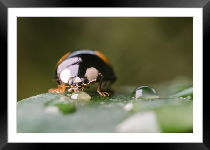 Ladybug On A Leaf  Framed Mounted Print by Mike C.S.