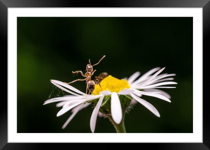 Dancing On A Flower  Framed Mounted Print by Mike C.S.