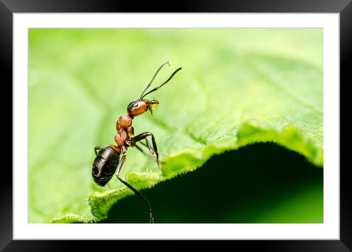 Ant In The Forest  Framed Mounted Print by Mike C.S.