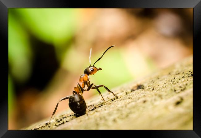 Ant On The Forest Floor  Framed Print by Mike C.S.