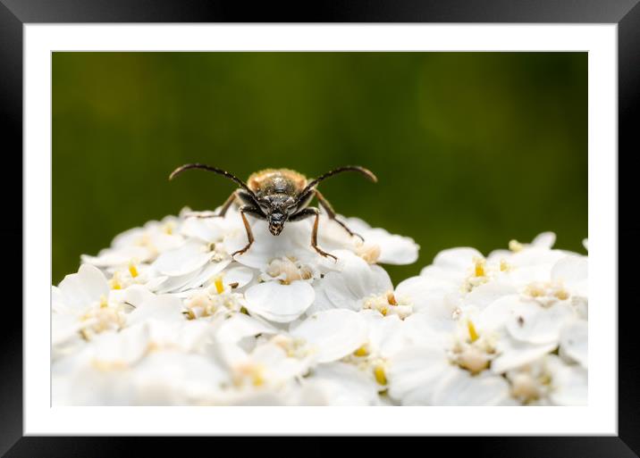 Longhorn Beetle On A Flower  Framed Mounted Print by Mike C.S.