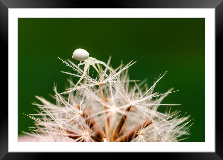 Tiny Crab Spider On A Dandelion  Framed Mounted Print by Mike C.S.