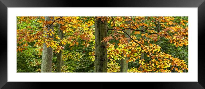 Fall Colors In The Forest  Framed Mounted Print by Mike C.S.