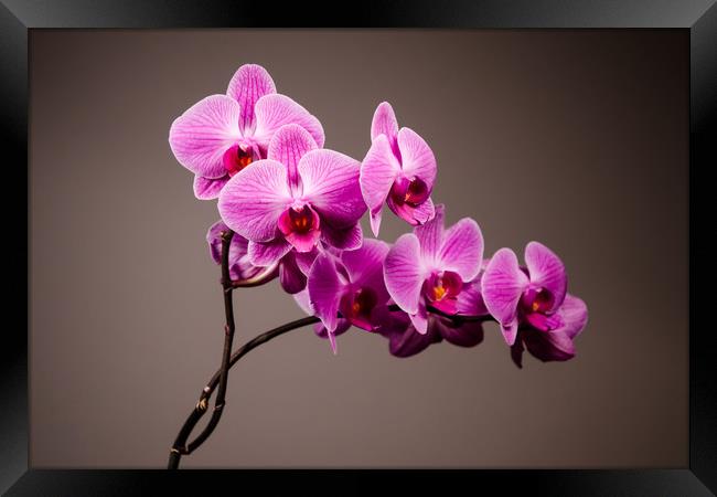 Purple Orchid Still Life   Framed Print by Mike C.S.