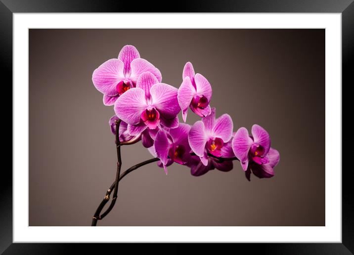 Purple Orchid Still Life   Framed Mounted Print by Mike C.S.