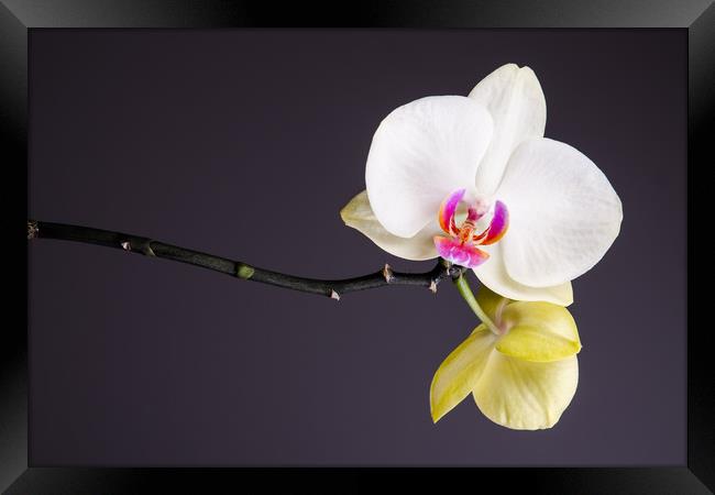 White And Yellow Orchid  Framed Print by Mike C.S.