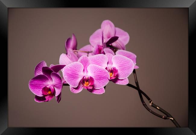 Purple Orchids Still Life Framed Print by Mike C.S.