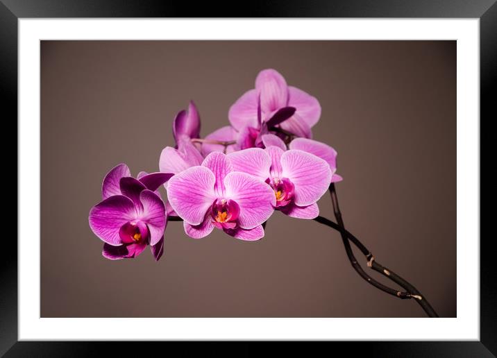 Purple Orchids Still Life Framed Mounted Print by Mike C.S.