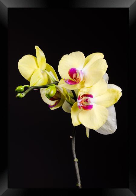 Yellow Orchids Still Life  Framed Print by Mike C.S.