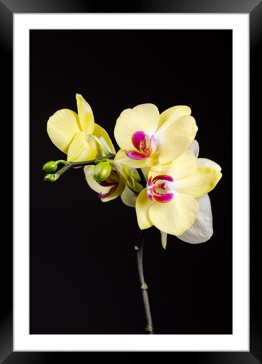 Yellow Orchids Still Life  Framed Mounted Print by Mike C.S.