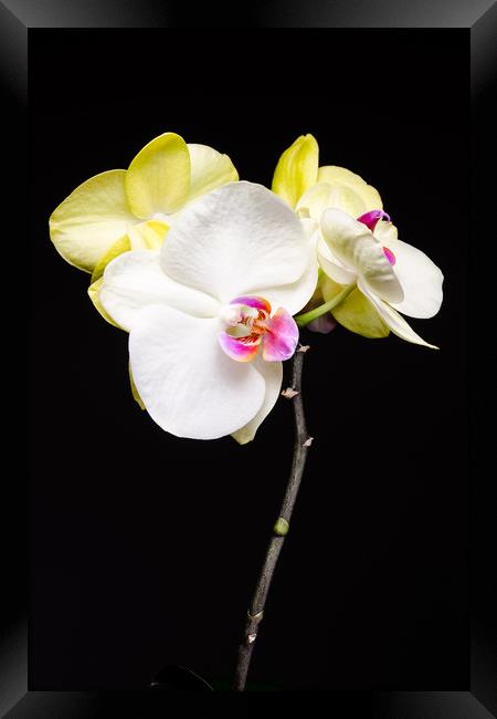 White And Yellow Orchids  Framed Print by Mike C.S.