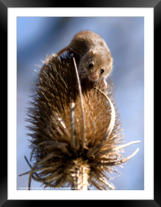 A small brown animal Framed Mounted Print by Chris Sirett