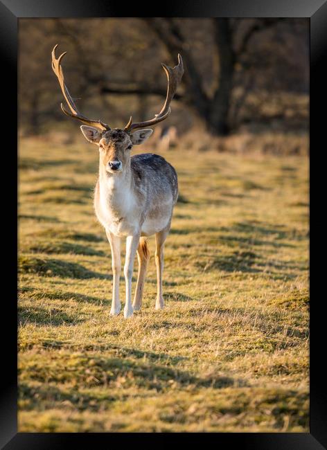 Fallow Deer at the Knole Park Framed Print by Lubos Fecenko