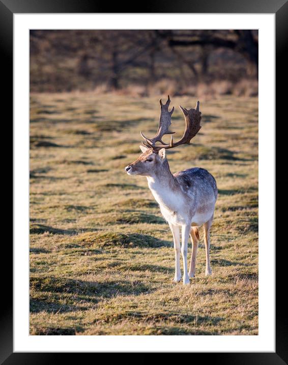 Fallow Deer at the Knole Park Framed Mounted Print by Lubos Fecenko