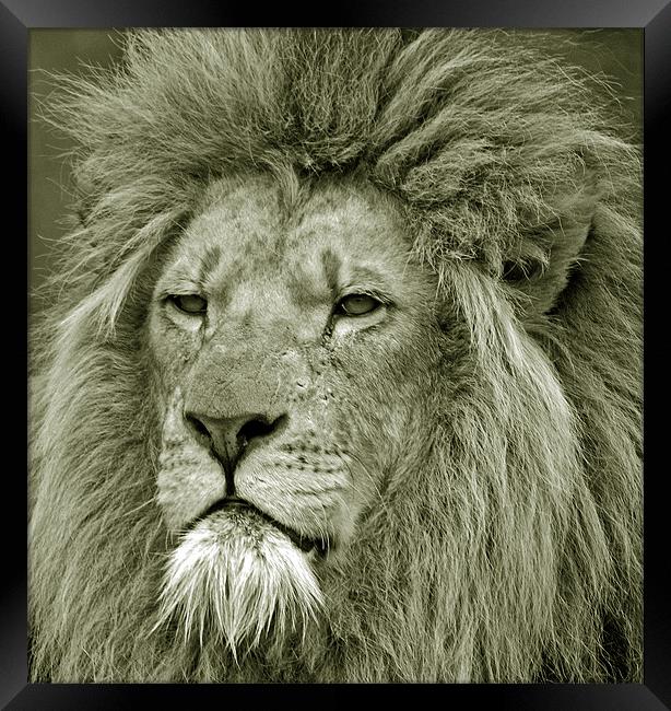 Lion Framed Print by Simon Marshall