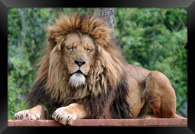 Male Lion with eyes closed Framed Print by Simon Marshall