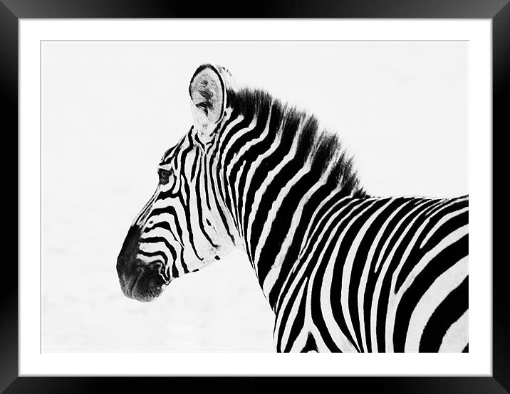 Zebra Framed Mounted Print by Simon Marshall
