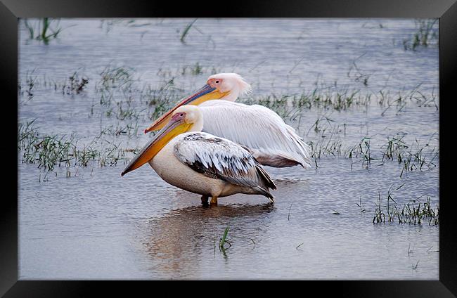Great White Pelicans in Kenyan wetlands Framed Print by Simon Marshall