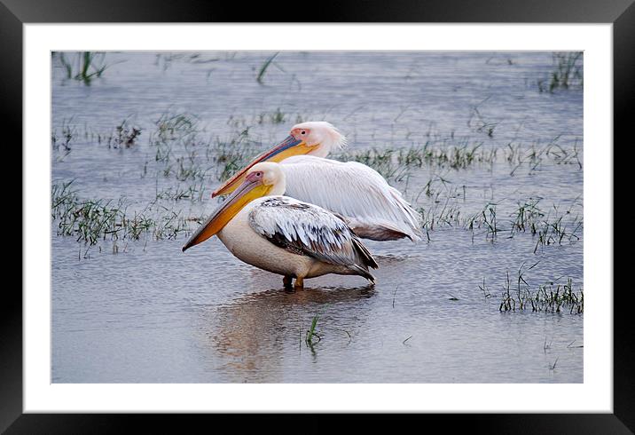 Great White Pelicans in Kenyan wetlands Framed Mounted Print by Simon Marshall
