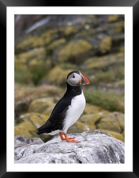 Black and white Puffin Framed Mounted Print by Simon Marshall