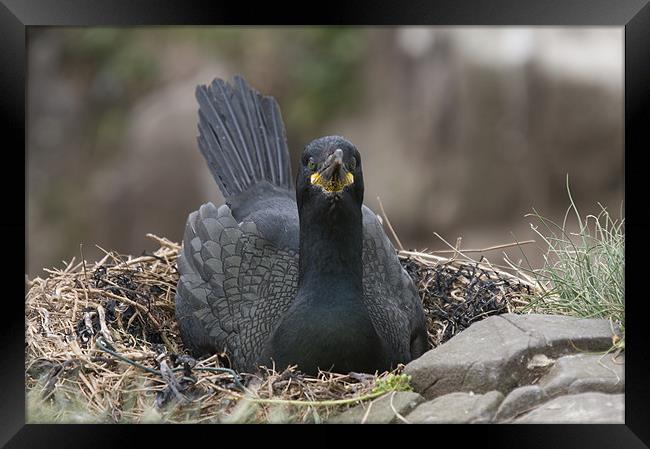 Cormorant incubating eggs on nest Framed Print by Simon Marshall