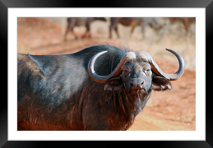 large black African Buffalo Framed Mounted Print by Simon Marshall