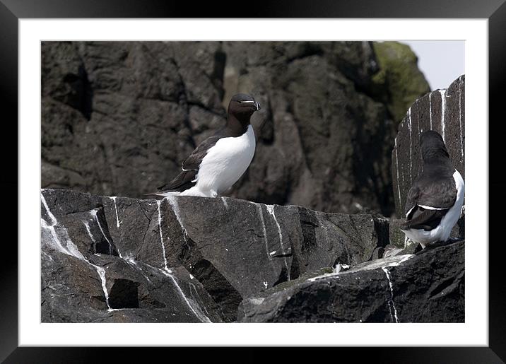 Razorbills on cliff top Framed Mounted Print by Simon Marshall