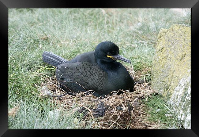 Cormorant on nest incubating eggs Framed Print by Simon Marshall