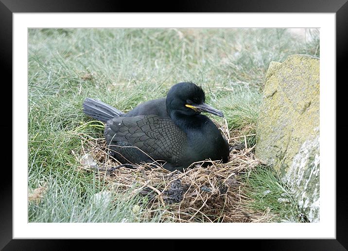 Cormorant on nest incubating eggs Framed Mounted Print by Simon Marshall