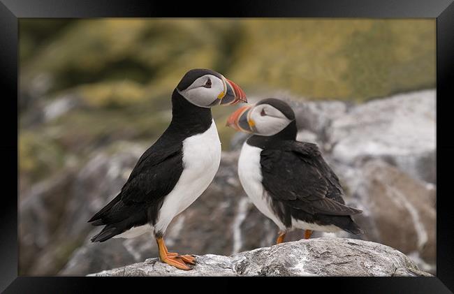 Two Puffins on the rocks Framed Print by Simon Marshall