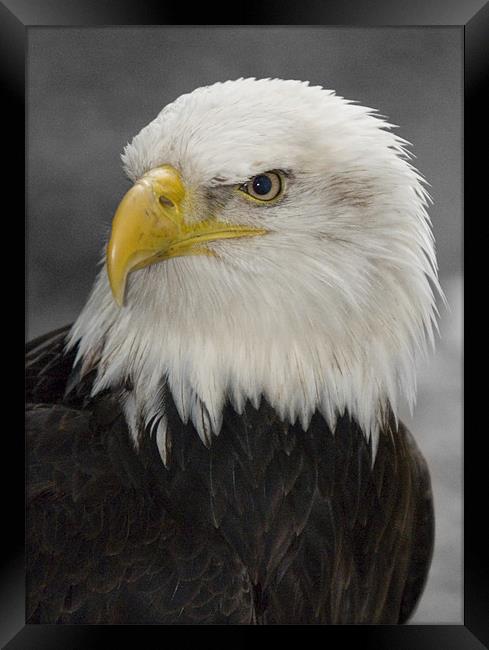North American Bald Eagle Framed Print by Simon Marshall