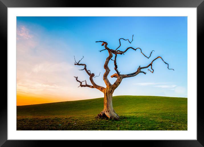 Lonely Tree At Sunset Framed Mounted Print by Kevin Sloan