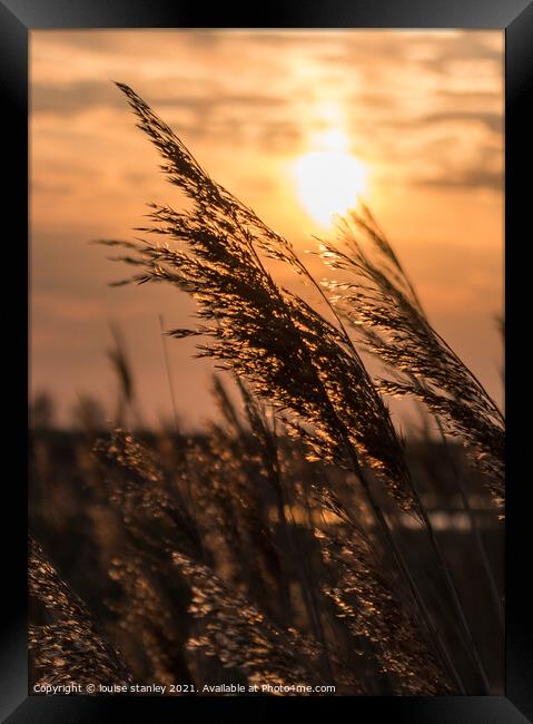 Sunsetting through the reeds  Framed Print by louise stanley