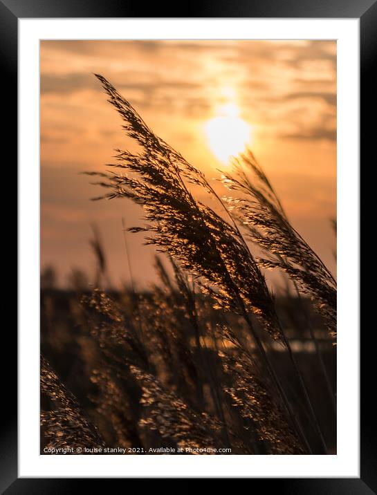 Sunsetting through the reeds  Framed Mounted Print by louise stanley