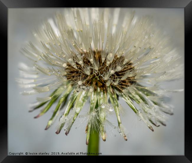Dandelion after the rain Framed Print by louise stanley