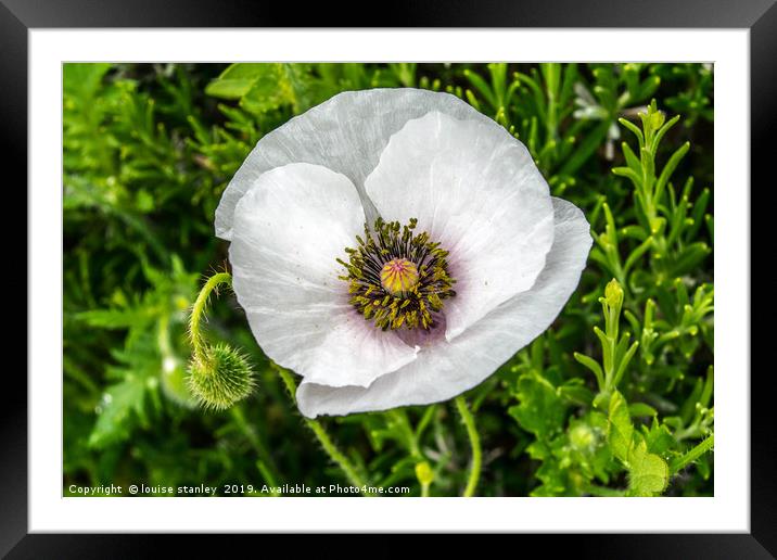 White Poppy Framed Mounted Print by louise stanley