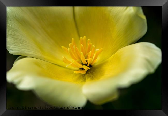 California Poppy Framed Print by louise stanley