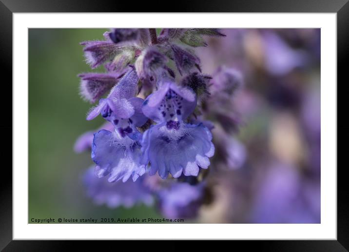 Blue Nepeta flowers Framed Mounted Print by louise stanley
