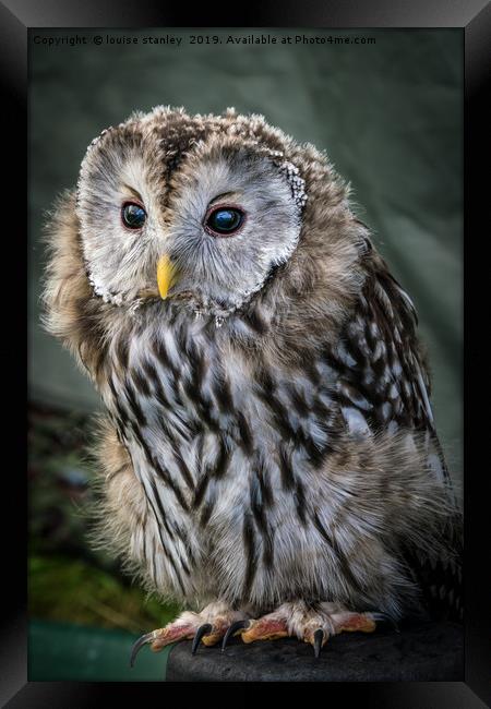 Ural Owl Framed Print by louise stanley