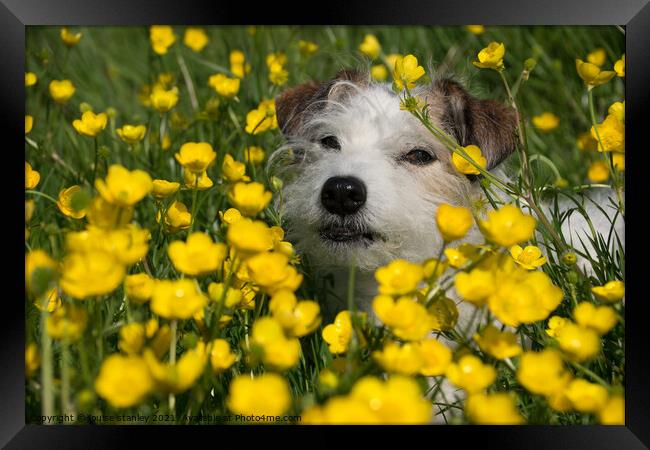 Buttercup Dog Framed Print by louise stanley