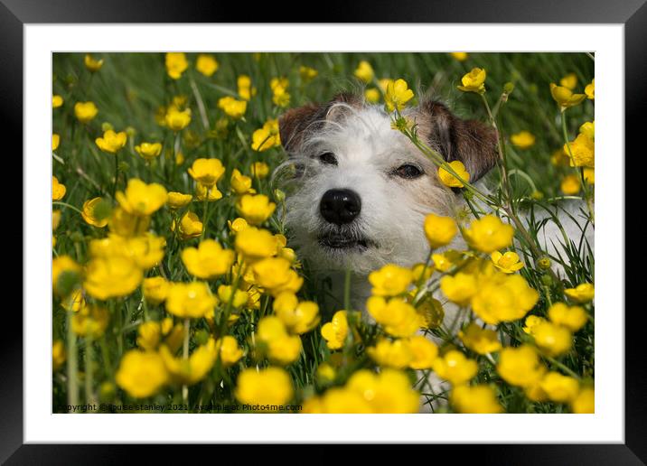 Buttercup Dog Framed Mounted Print by louise stanley