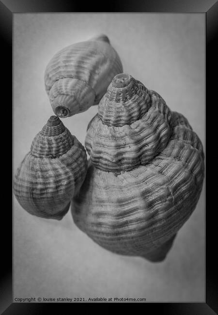  Common Whelk shells Framed Print by louise stanley