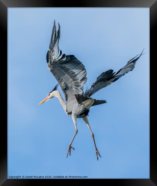 Grey Heron Flying Framed Print by David McLaine