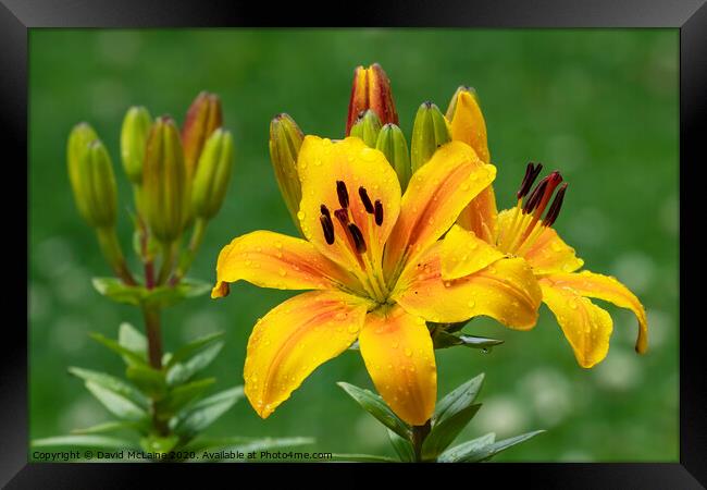 Yellow Day Lily Framed Print by David McLaine