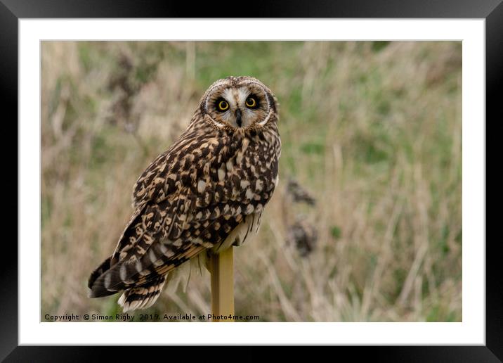 Short Eared Owl Framed Mounted Print by Simon Rigby