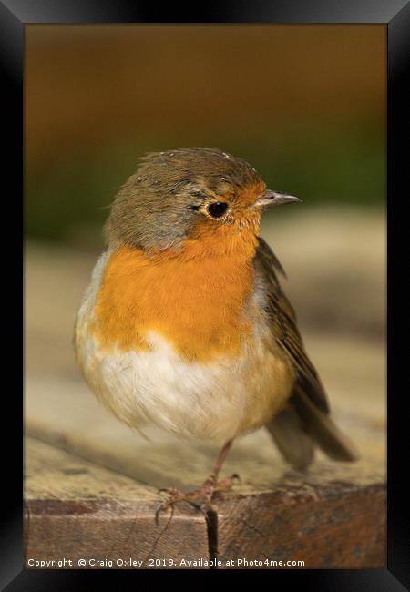 Robin Red Breast Framed Print by Craig Oxley